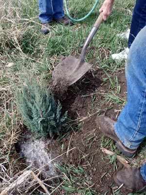 Planting a juniper tree.