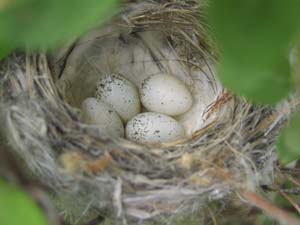 Birds nest with eggs.