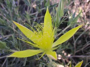 Blazing star flower.