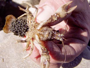 Crayfish with eggs.