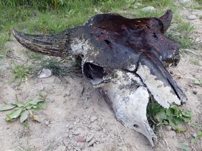 Buffalo skull found along the banks of the Jefferson River.