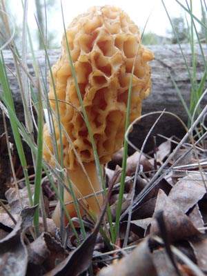 Morrel Mushroom.