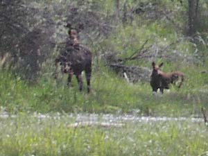 Moose near Jefferson River, MT.