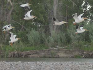 Pelicans take flight on Jefferson River, MT.