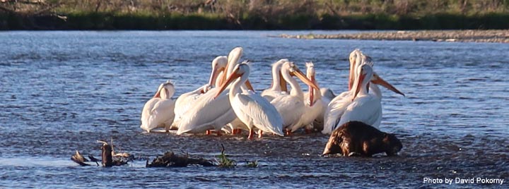 Pelicans and a beaver gather on a gravel bar in the Jefferson River.